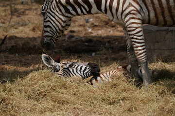 Zebras in the wild at the Bangkok Open Zoo, Thailand.