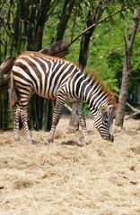 Zebras in the wild at the Bangkok Open Zoo, Thailand.