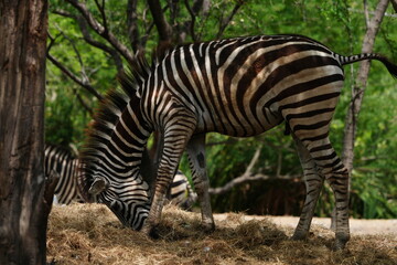 Zebras in the wild at the Bangkok Open Zoo, Thailand.
