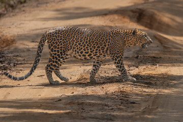 Sri Lankan leopard - Panthera pardus kotiya in crossing road. Photo from Wilpattu National Park in Sri Lanka. Vulnerable species