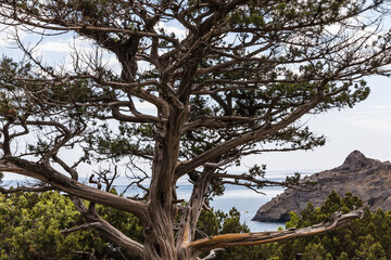 Juniper grove on the Black Sea coast near the Golitsyn trail  near  the village of Novy Svet, Crimea, Russia.