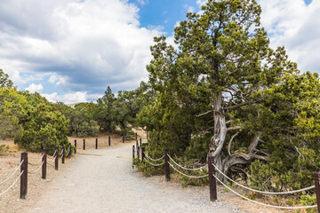 Juniper grove on the Black Sea coast near the Golitsyn trail  near  the village of Novy Svet, Crimea, Russia.