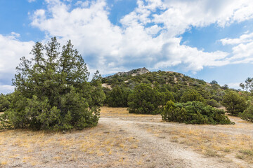 Juniper grove on the Black Sea coast near the Golitsyn trail  near  the village of Novy Svet, Crimea, Russia.