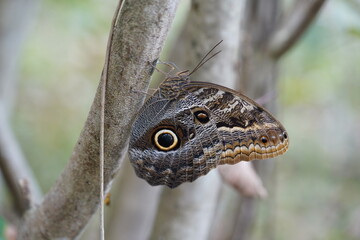 The giant owl butterfly Caligo Eurilochus in the Brazilian rainforest. The owl butterfly plays owl to scare off hungry birds. The eyes appear when it folds its wings. Terra do Caju, Amazonas, Brazil.