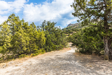 Juniper grove on the Black Sea coast near the Golitsyn trail  near  the village of Novy Svet, Crimea, Russia.