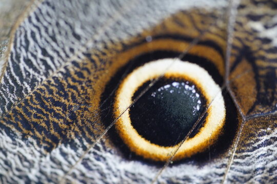 Closeup of the eye reproduced on the underside of the wings of the giant owl butterfly Caligo Eurilochus. This butterfly plays owl to scare off hungry birds. Wildlife in Brazilian rainforest, Amazonas