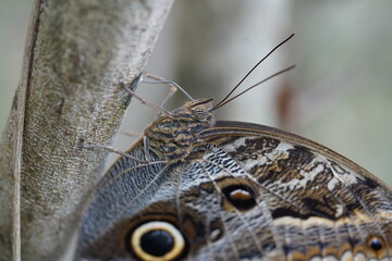 Close-up of the densely hairy head of the giant owl butterfly Caligo Eurilochus, striped compound...
