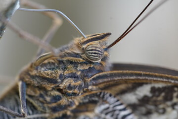Close-up of the densely hairy head of the giant owl butterfly Caligo Eurilochus, striped compound...