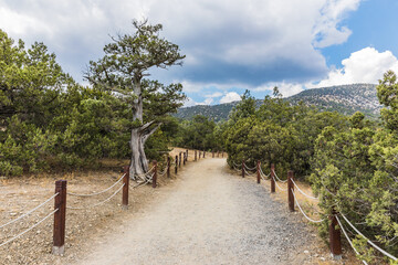 Juniper grove on the Black Sea coast near the Golitsyn trail  near  the village of Novy Svet, Crimea, Russia.