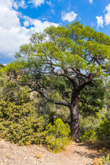 An old tree on the tourist mountain trail to Peak Cosmos on the Karaul-Oba mountain range on the Black Sea coast near the Golitsyn trail near  the village of Novy Svet, Crimea, Russia.