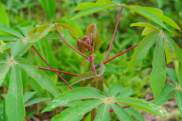 Young leaves of the Macaxeira Manioc plant (Manihot esculenta), which is a widely consumed food in Brazil. They are peeled, ground into a coarse powder and then roasted. Autazes, Amazonas, Brazil.