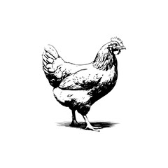 Retro engraving illustration of chicken in farmers yard. Vector illustration