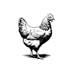 Retro engraving illustration of chicken in farmers yard. Vector illustration