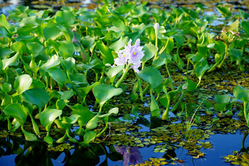 Green leaves with floating tubers and the purple to light blue flower of the Amazon water hyacinth ...