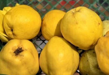A pile of ripe yellow quince in a box, put up for sale at a supermarket vegetable stand, demonstrates organic, vegetarian and healthy food. Close-up