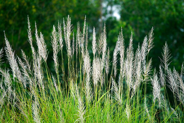 Tall Grass Blades with Soft White Plumes in Natural Environment
