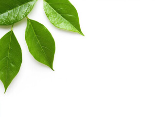 Unique some green leaves on a white surface with space for text with clean, transparent background