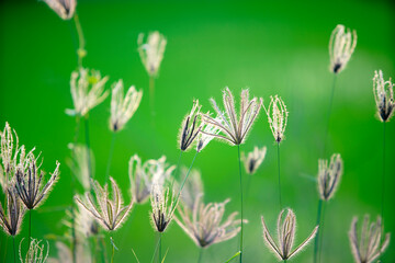 Delicate Grass Flowers Against Blurred Green Nature Background