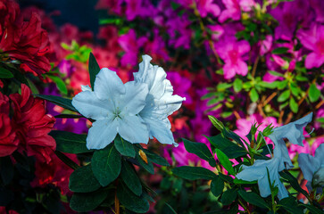 White azalea close-up against the background of bright azaleas blooming in the city botanical garden.