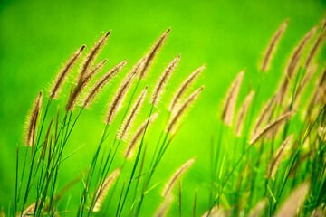 Golden Grass Against Vibrant Green Background in Natural Setting