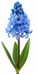 Blue Hyacinth Flower Blooming in Natural Bright Light Background