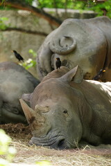 Naklejka premium Rhinoceros in the wild at the Bangkok Open Zoo, Thailand.