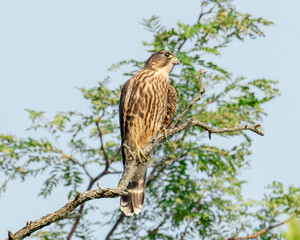 Merlin Hawk