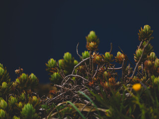 beautiful plants in the forest