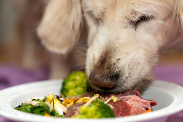 Raw Feeding for Dogs. Golden Retriever Enjoying a BARF Diet with a Meaty Bone. Natural Canine...