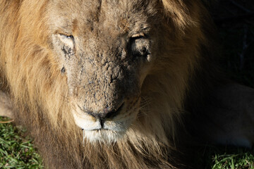 Lion Closeup Portrait Africa Wildlife