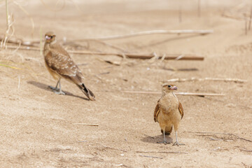 Pair of Chimango Caracara (Milvago chimango) on a sand dune.