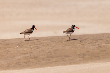 Two American Oystercatcher (Haematopus palliatus) walking on a dune on the Atlantic coast of Argentina.