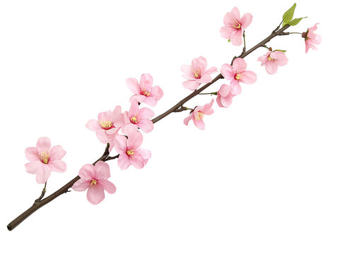 Pink cherry blossom branch isolated on black