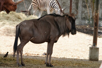 Ville D'Beast in the wild at the Bangkok Open Zoo, Thailand.