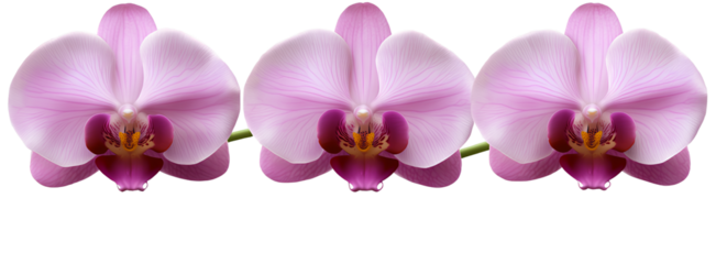 Three orchid flowers, isolated on a transparent background with no shadow, in detailed rendering.