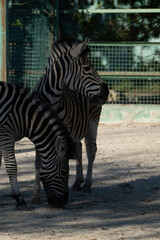 Zebras Zoo Enclosure, daytime; two zebras graze peacefully in a zoo enclosure, likely for...