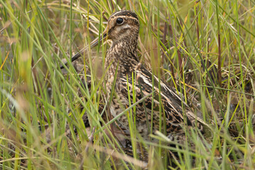 Pin-tailed snipe or pintail snipe - Gallinago stenura camouflaged in green grass. Photo from Wilpattu National Park in Sri Lanka.