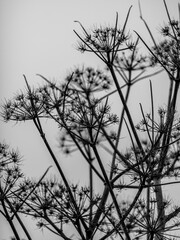 beautiful plants in the forest