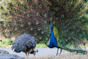Obraz premium Peacock with feathers out in the park