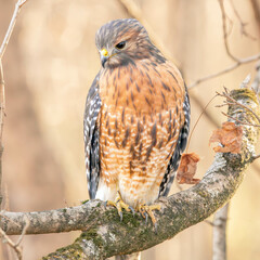 Red Shouldered hawk