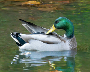 duck mallard 