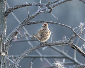 tree sparrow