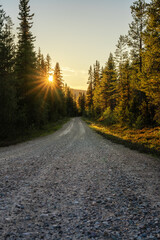 Obraz premium A tranquil unpaved forest road winds through dense pine trees in Sweden, with the warm rays of the setting sun filtering through the branches, creating a serene atmosphere at dusk. 