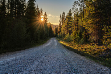 A tranquil unpaved forest road winds through dense pine trees in Sweden, with the warm rays of the setting sun filtering through the branches, creating a serene atmosphere at dusk.
