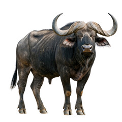 Majestic African Buffalo Standing Proudly in Natural Habitat with Lush Green Background