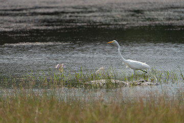 Eastern great egret - Ardea alba modesta wading in water close to Mugger crocodile, mugger, marsh crocodile - Crocodylus palustris. Photo from Wilpattu National Park in Sri Lanka.	