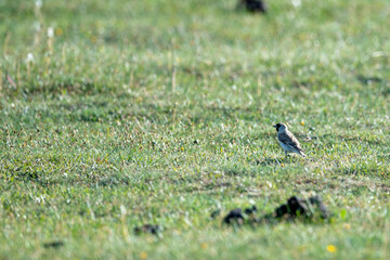birds_Mongolia