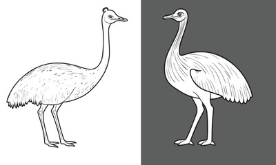 Cartoon vector illustration of two birds including an ostrich on a white background
