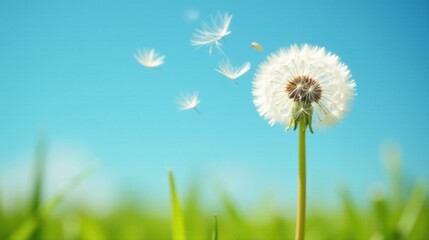 A single dandelion head with seeds scattering on a breezy day, against a vibrant blue sky and a blurred backdrop of verdant grass