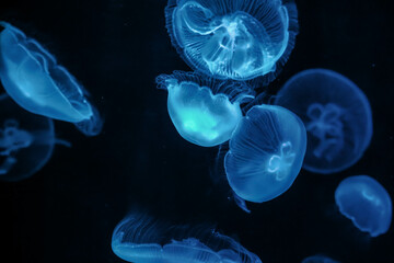 Jellyfish or jellies are softbodied, free-swimming aquatic animals